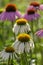 Echinacea purpurea purple white coneflowers flowering plants, group of ornamental medicinal hedgehogs flowers in bloom