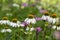 Echinacea purpurea purple white coneflowers flowering plants, group of ornamental medicinal hedgehogs flowers in bloom