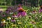 Echinacea purpurea purple white coneflowers flowering plants, group of ornamental medicinal hedgehogs flowers in bloom