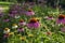 Echinacea purpurea purple white coneflowers flowering plants, group of ornamental medicinal hedgehogs flowers in bloom