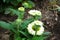 Echinacea purpurea SunSeekers \\\'White Perfection\\\' blooms in August. Berlin, Germany