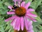 Echinacea purpurea `Verbesserte Leuchtstern`, Scheinsonnenhut oder Roter Sonnenhut - Echinacea purpurea `Primadonna Deep Rose`