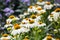 Echinacea purpurea (White Swan) - beautiful flowers