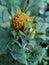 Echinacea ripening seeds capsule in the garden