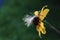 Echinacea rudbeckia on a black background