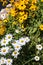 Echinacea rudbeckia and chamomille daisies in a flowerbed in summer