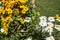 Echinacea rudbeckia and chamomille daisies in a flowerbed in summer