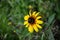 Echinacea rudbeckia flower in a grass