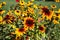 Echinacea rudbeckia in a flowerbed in summer