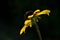 Echinacea rudbeckia, one flower