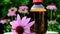 Echinacea tincture. Glass bottle and echinacea flower in flowers echinacea on blurred garden background.Natural