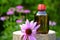 Echinacea tincture.Herbal medicinal tinctures. Glass bottle and echinacea flower on garden background.Natural medicine