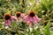 Echinacea valuable medicinal plant.