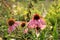 Echinacea valuable medicinal plant.