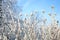 Echinacea winter