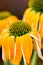 Echinacea yellow flowers blooming. Echinacea used in alternative medicine a an immun sytem booster.