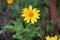 Echinacea yellow paradoxa