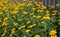 Echinacea yellow paradoxa