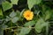 Echinacea yellow paradoxa