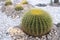 Echinocactus cactus with stone