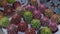 Echinocactus Gruson Latin Echinocactus grusonii. Close-up. selective focus