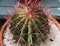 Echinocactus grusonii Barrel cactus plant with beavertails