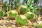 Echinocactus grusonii cacti planted in arid climates in a greenhouse