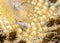 Echinocactus grusonii, cactus
