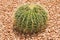 Echinocactus grusonii, cactus