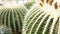 Echinocactus grusonii cactus