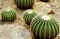 Echinocactus Grusonii Cactus Plants in Tropical Garden