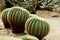Echinocactus Grusonii Cactus Plants in Tropical Garden
