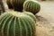 Echinocactus Grusonii Cactus Plants in Tropical Garden