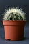 Echinocactus Grusonii golden barrel ball cactus or mother in law cushion in flower pot in front of dark background