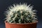 Echinocactus Grusonii golden barrel ball cactus or mother in law cushion in flower pot in front of dark background