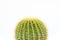 Echinocactus grusonii golden barrel cactus closeup isolated on white background