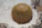 Echinocactus grusonii Hildm (Golden Barrel Cactus, Golden Ball, Mather-in-Law\'s Cushion)