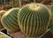 Echinocactus grusonii or Kroenleinia grusonii, popularly known as golden barrel cactus, golden ball or mother-in-law cushion, spec