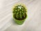 Echinocactus grusonii Latin Echinocactus grusonii - is a species of the genus Echinocactus Echinocactus of the Cactus family