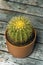 Echinocactus grusonii, seen from above, golden ball, golden barrel or hedgehog