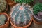 Echinocactus grusonii is a succulent plant native to Mexico. A species of the genus Echinocactus of the Cactus family, a popular
