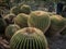 Echinocactus Grusonii with yellow flowers