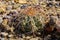 Echinocactus horizonthalonius  in the Texas Desert in Big Bend National Park