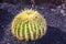 Echinocactus in Jardin de Cactus, Lanzarote, Canary Islands, Sp