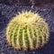 Echinocactus in Jardin de Cactus, Lanzarote, Canary Islands, Sp