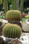 Echinocactus. Large cacti growing in open ground in the yard