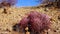 Echinocactus polycephalus, Cottontop Cactus, Many-headed Barrel Cactus, Cannonball Cactus. Cacti in the Arizona desert