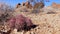 Echinocactus polycephalus, Cottontop Cactus, Many-headed Barrel Cactus, Cannonball Cactus. Cacti in the Arizona desert
