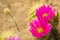 Echinocereus cactus magenta bright flowers, California