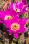 Echinocereus cactus magenta bright flowers, California